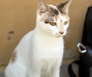 Mila, female puppy European Shorthair for adoption at SPA Genève, Geneva