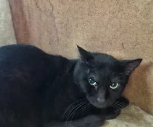 Noiro, male young European Shorthair for adoption at SPA Genève, Geneva