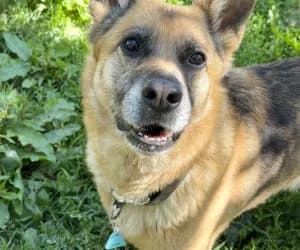 Nora, female senior mixed breed for adoption at SPA Genève, Geneva