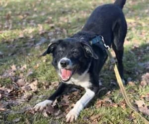 Onyx, male senior Border Collie for adoption at SPA Genève, Geneva