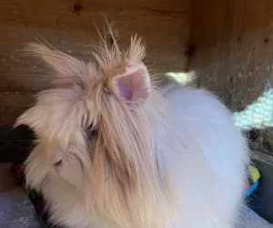 Opaline, female young mixed breed for adoption at SPA Genève, Geneva