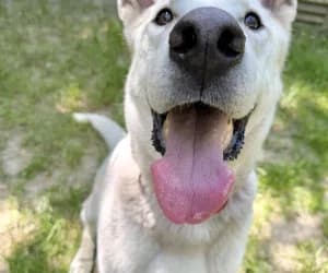 Pacha, male mixed breed for adoption at SPA Genève, Geneva