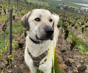 Paco, male mixed breed for adoption at SPA Genève, Geneva