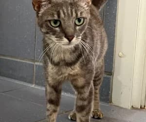 Piama famille, female young European Shorthair for adoption at SPA Genève, Geneva