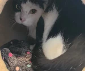 Pirate, male senior European Shorthair for adoption at SPA Genève, Geneva
