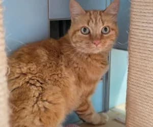 Rajihana famille, female young European Shorthair for adoption at SPA Genève, Geneva