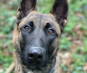 Rambo, male Belgian Malinois for adoption at SPA Genève, Geneva