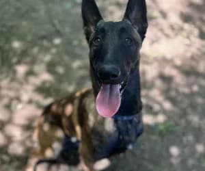 Remgy, male Belgian Malinois for adoption at SPA Genève, Geneva