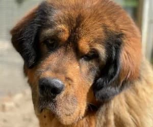 Ronda, female 5yo mixed breed for adoption at SPA Genève, Geneva