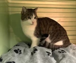 Sacha, male young European Shorthair for adoption at SPA Genève, Geneva