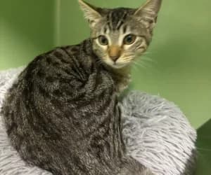 Salino, male European Shorthair for adoption at SPA Genève, Geneva