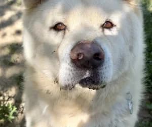 Senseï, male Akita for adoption at SPA Genève, Geneva