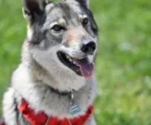 Shamane, female mixed breed for adoption at SPA Genève, Geneva
