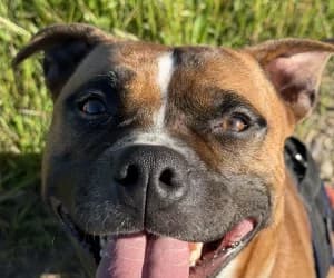 Simba, male Staffordshire Bull Terrier for adoption at SPA Genève, Geneva