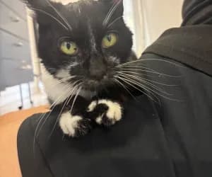Stitch 🫶 SOS, male senior European Shorthair for adoption at SPA Genève, Geneva