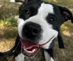 Tao, male Staffordshire Bull Terrier for adoption at SPA Genève, Geneva