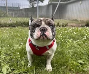 Toto, male French Bulldog for adoption at SPA Genève, Geneva