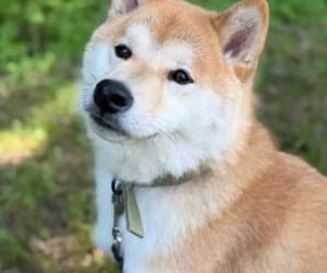 Uzuki, male Shiba Inu for adoption at SPA Genève, Geneva