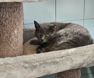 Zeus, male young European Shorthair for adoption at SPA Genève, Geneva