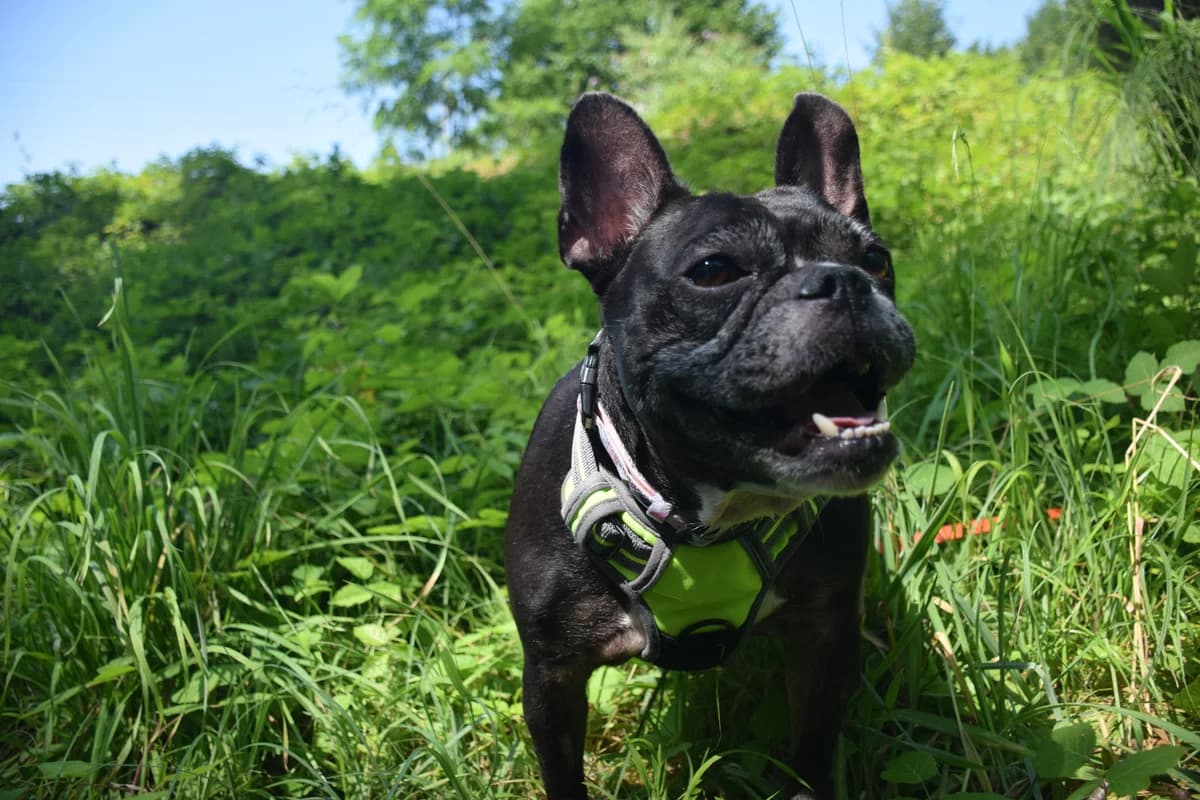 Bulka, 5yo Mixed Breed for adoption at Tierheim Linth