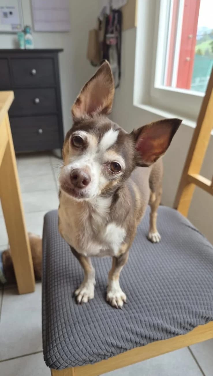 Chulo, 6yo Mixed Breed for adoption at Tierheim Linth