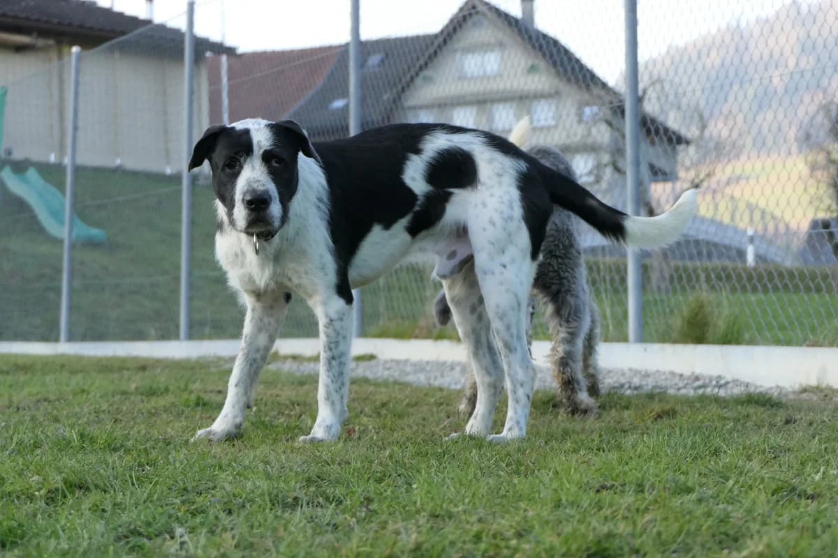 Jin (Hund mit besonderen Bedürfnissen), young Mixed Breed for adoption at Tierheim Linth