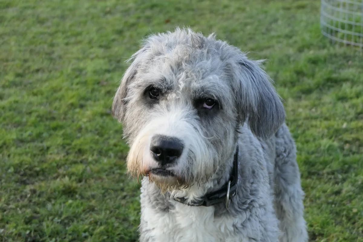 Kyle (Hund mit besonderen Bedürfnissen), young Mixed Breed for adoption at Tierheim Linth