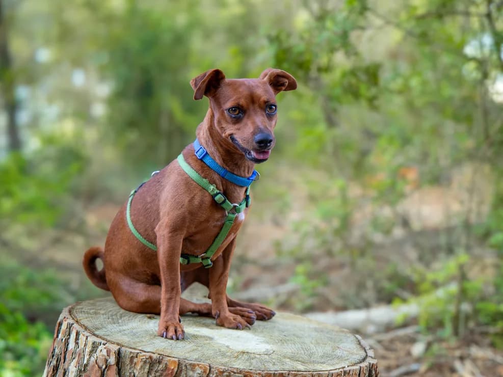 Luna, young Mixed Breed for adoption at Tierheim Linth