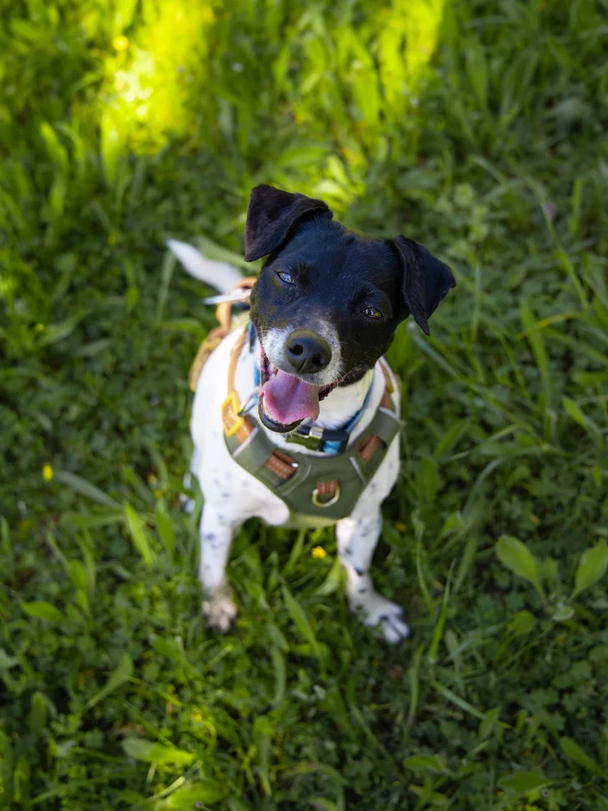 Jerry, senior Mixed Breed for adoption at Tierheim Linth