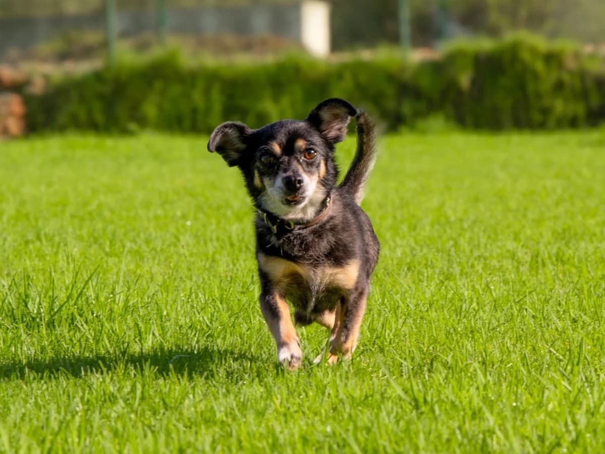 Tomasito, 6yo Mixed Breed for adoption at Tierheim Linth