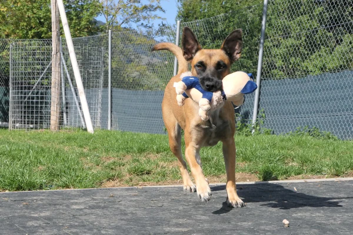 Vesta, female puppy Mixed Breed for adoption at Tierheim Linth