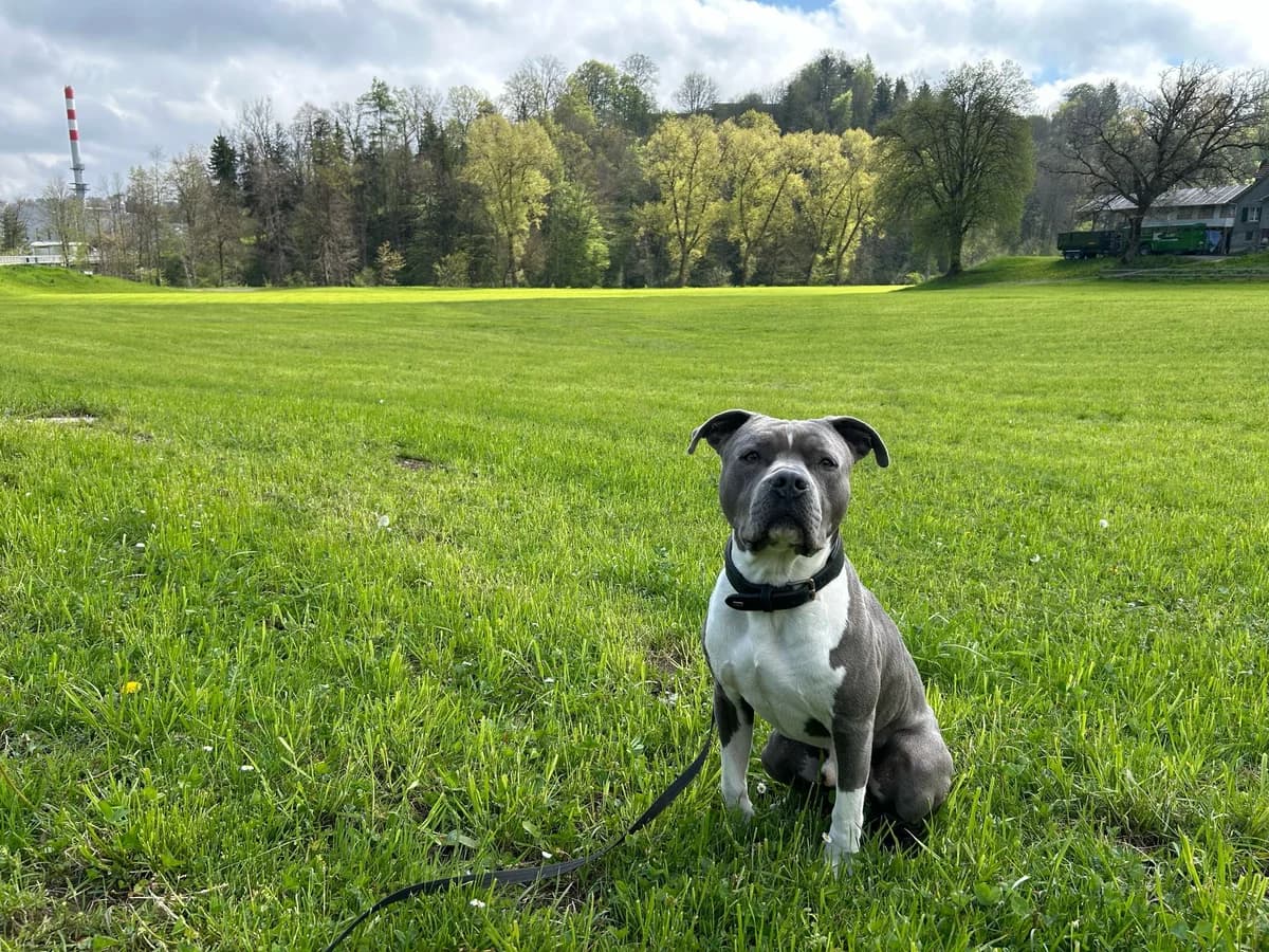 Bubba, male young Mixed Breed for adoption at Stiftung Tierheim Nesslau, Nesslau