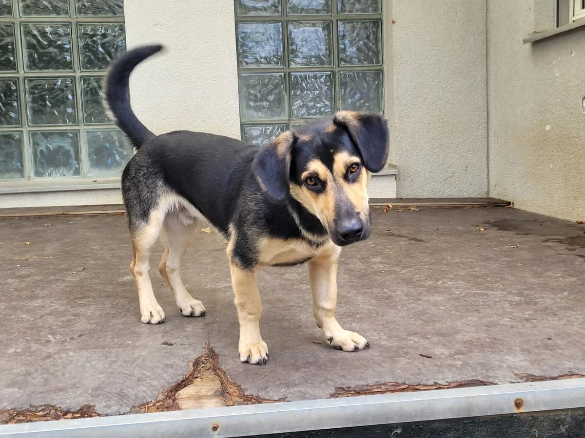 Giotto, male puppy Mixed Breed for adoption at Stiftung Tierheim Nesslau, Nesslau