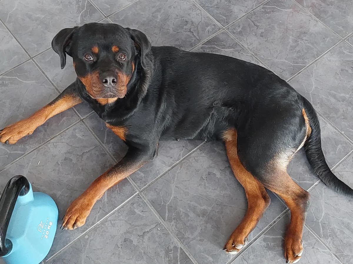 Skadi, 5yo Rottweiler for adoption at Stiftung Tierheim Nesslau, Nesslau