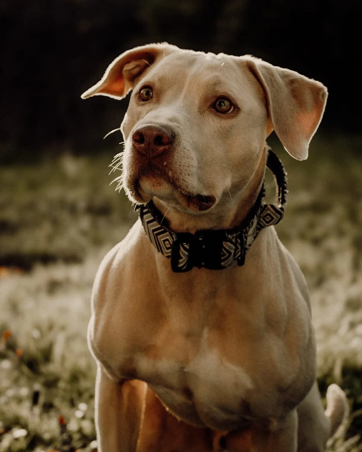 Bilbo, male 5yo Mixed Breed for adoption at Stiftung Tierheim Nesslau, Nesslau