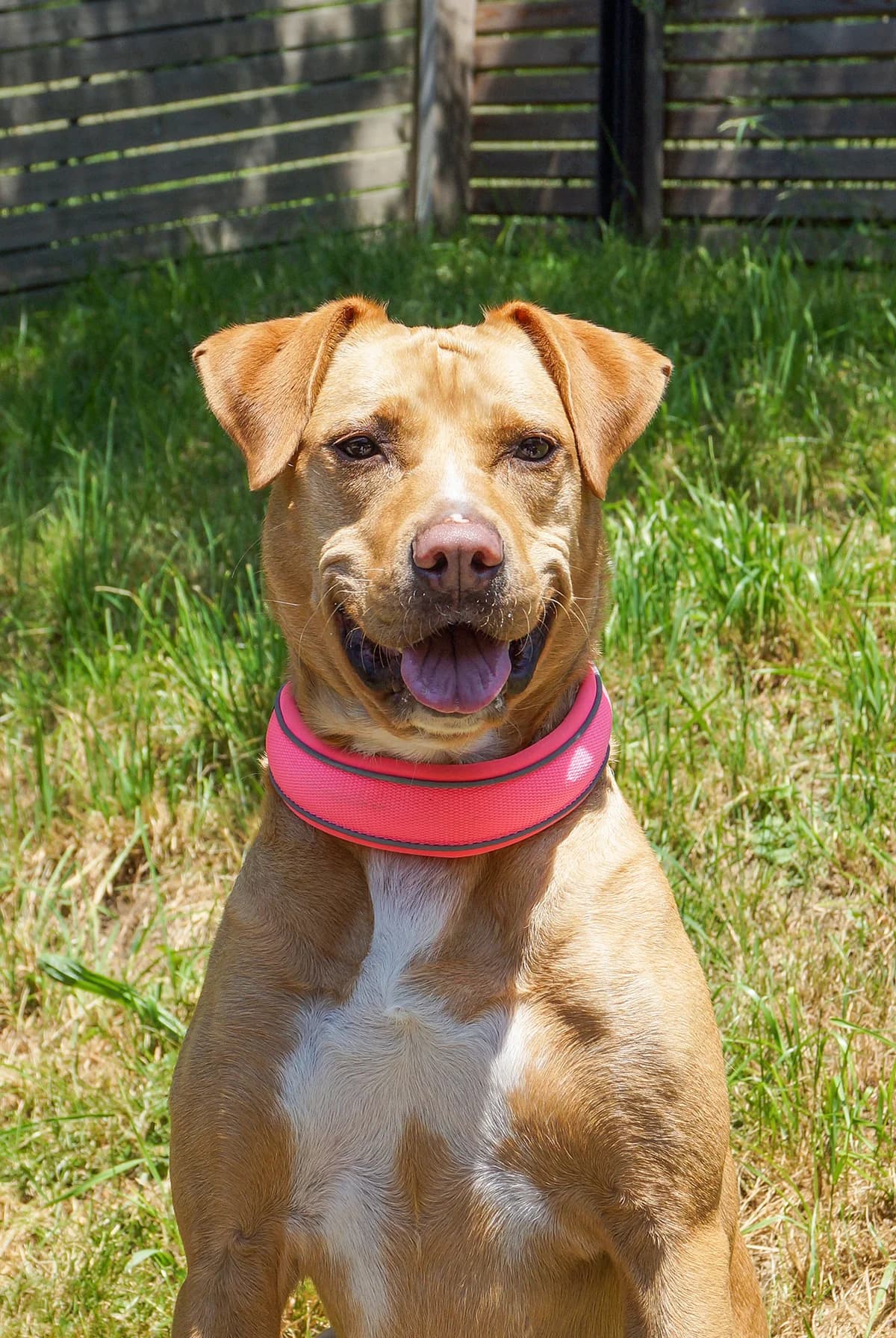 Raya, female senior Mixed Breed for adoption at Stiftung Tierheim Nesslau, Nesslau