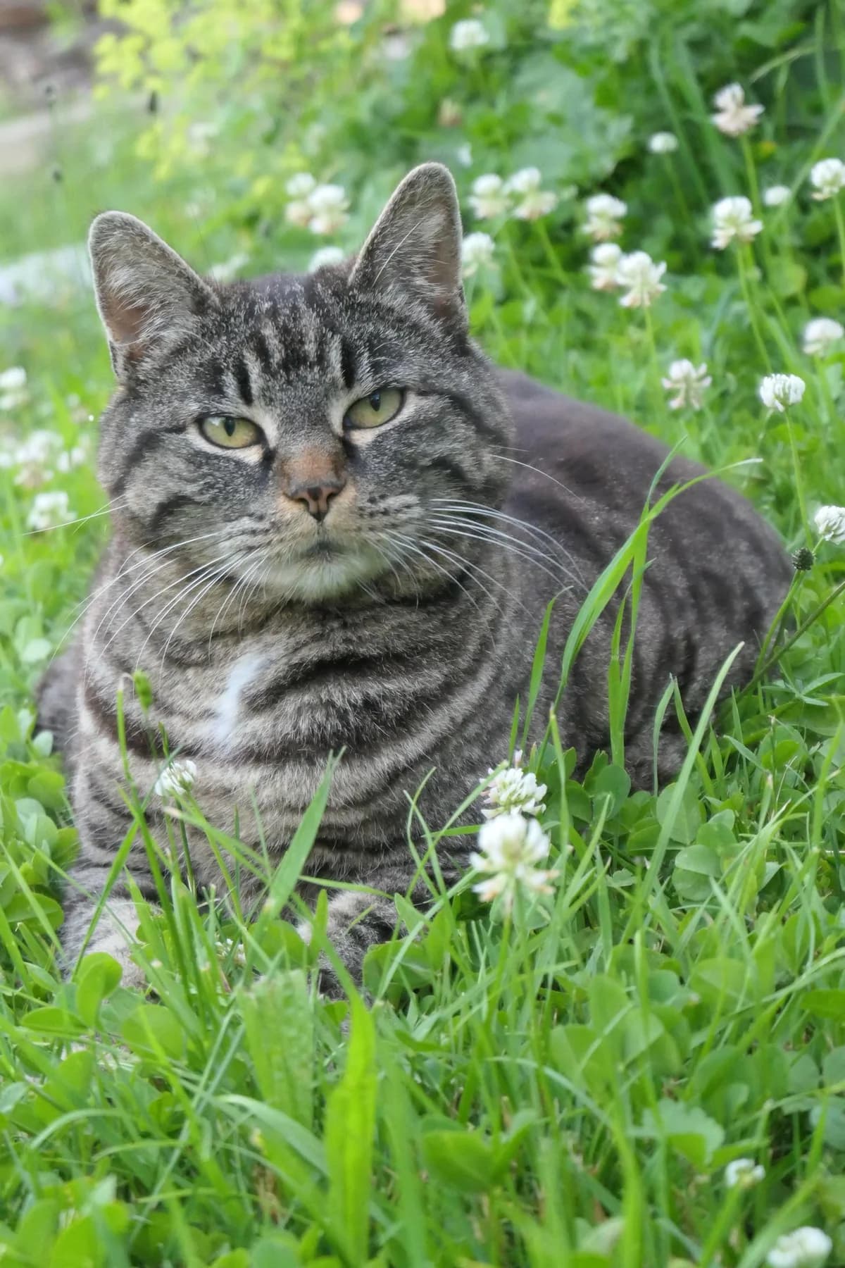 Schlitzi(-Ohr) & Ruedi(ne), female senior Mixed Breed for adoption at Stiftung Tierheim Nesslau, Nesslau