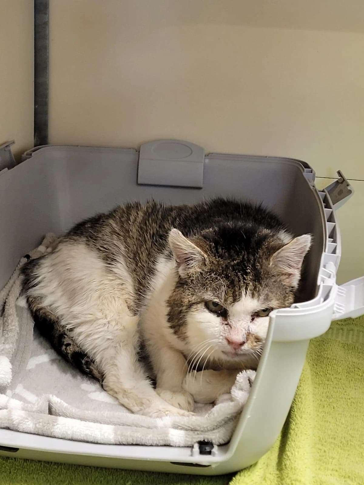 Valentino, male senior Mixed Breed for adoption at Stiftung Tierheim Nesslau, Nesslau