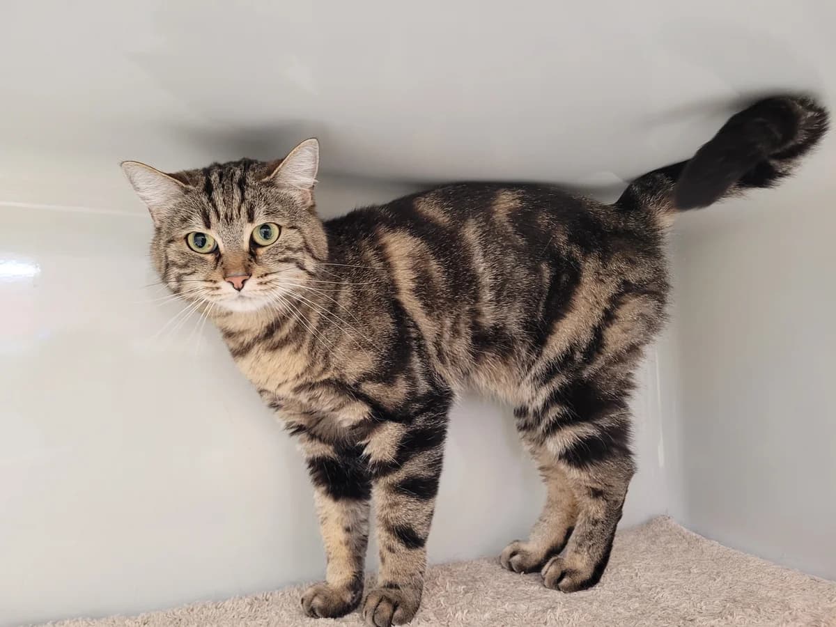 Simba & Tüfeli, female 5yo Mixed Breed for adoption at Stiftung Tierheim Nesslau, Nesslau