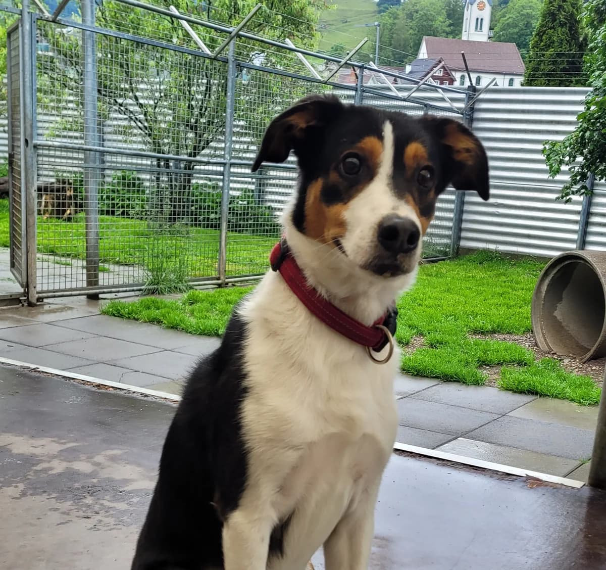 Jack, male 5yo Mixed Breed for adoption at Stiftung Tierheim Nesslau, Nesslau
