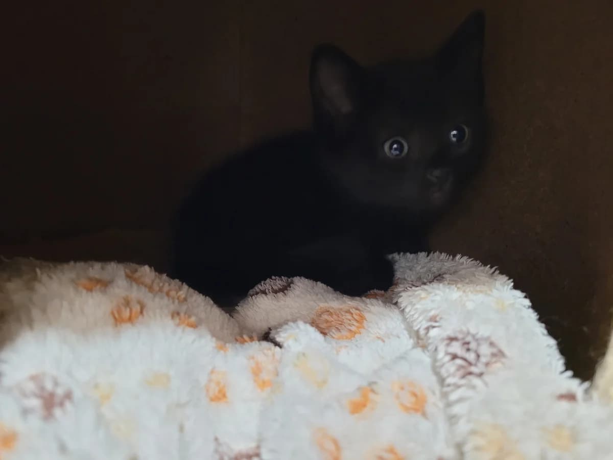 4 Babys, male Mixed Breed for adoption at Stiftung Tierheim Nesslau, Nesslau