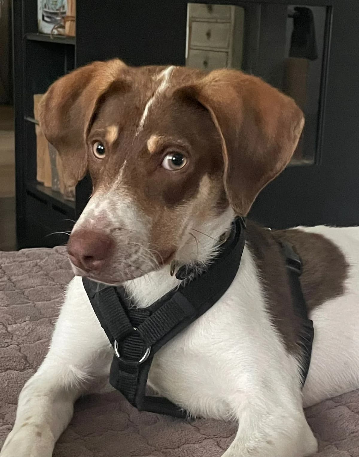 Lotti, female young Mixed Breed for adoption at Stiftung Tierheim Nesslau, Nesslau