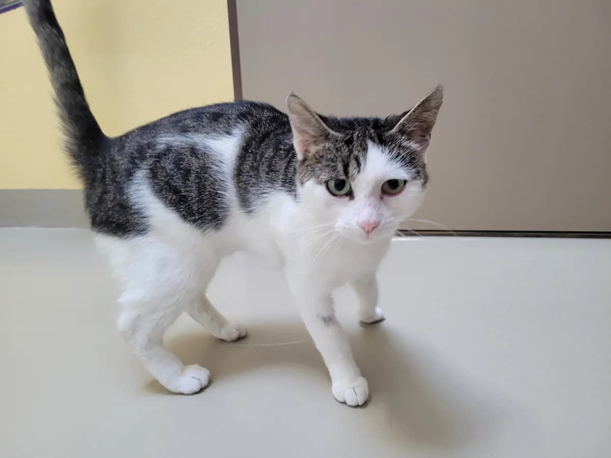Aragon, male young Mixed Breed for adoption at Stiftung Tierheim Nesslau, Nesslau