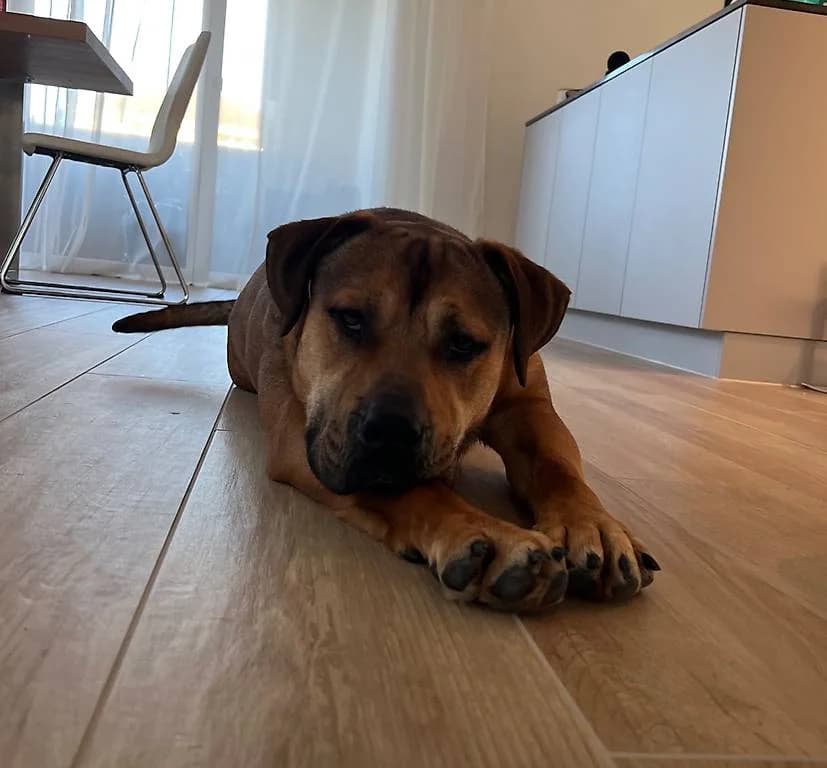 Rocco, weiss male 5yo Mixed Breed for adoption at Stiftung Tierheim Nesslau, Nesslau