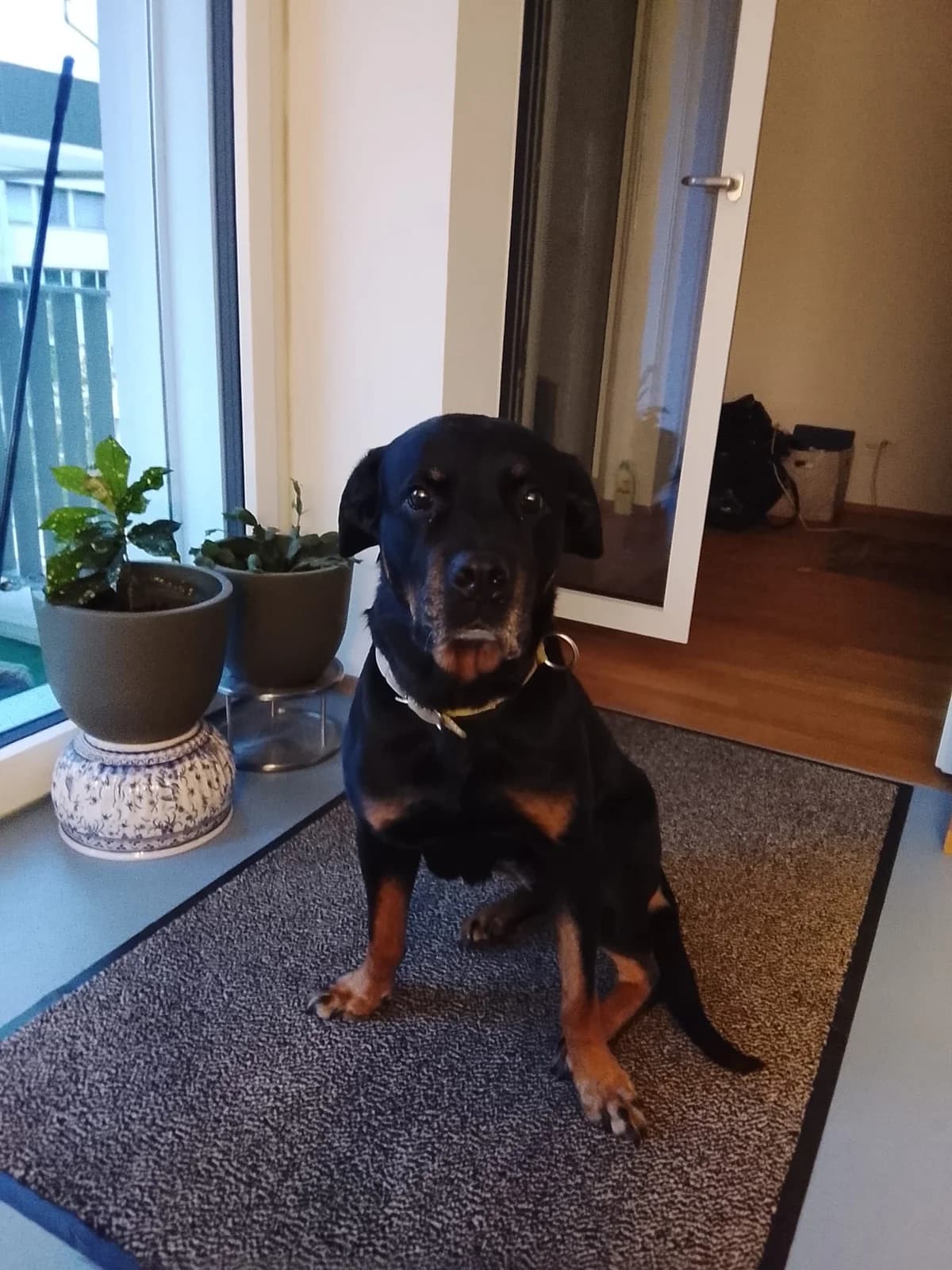 Lebensabendplatz...Stacy, senior Mixed Breed for adoption at Stiftung Tierheim Nesslau, Nesslau