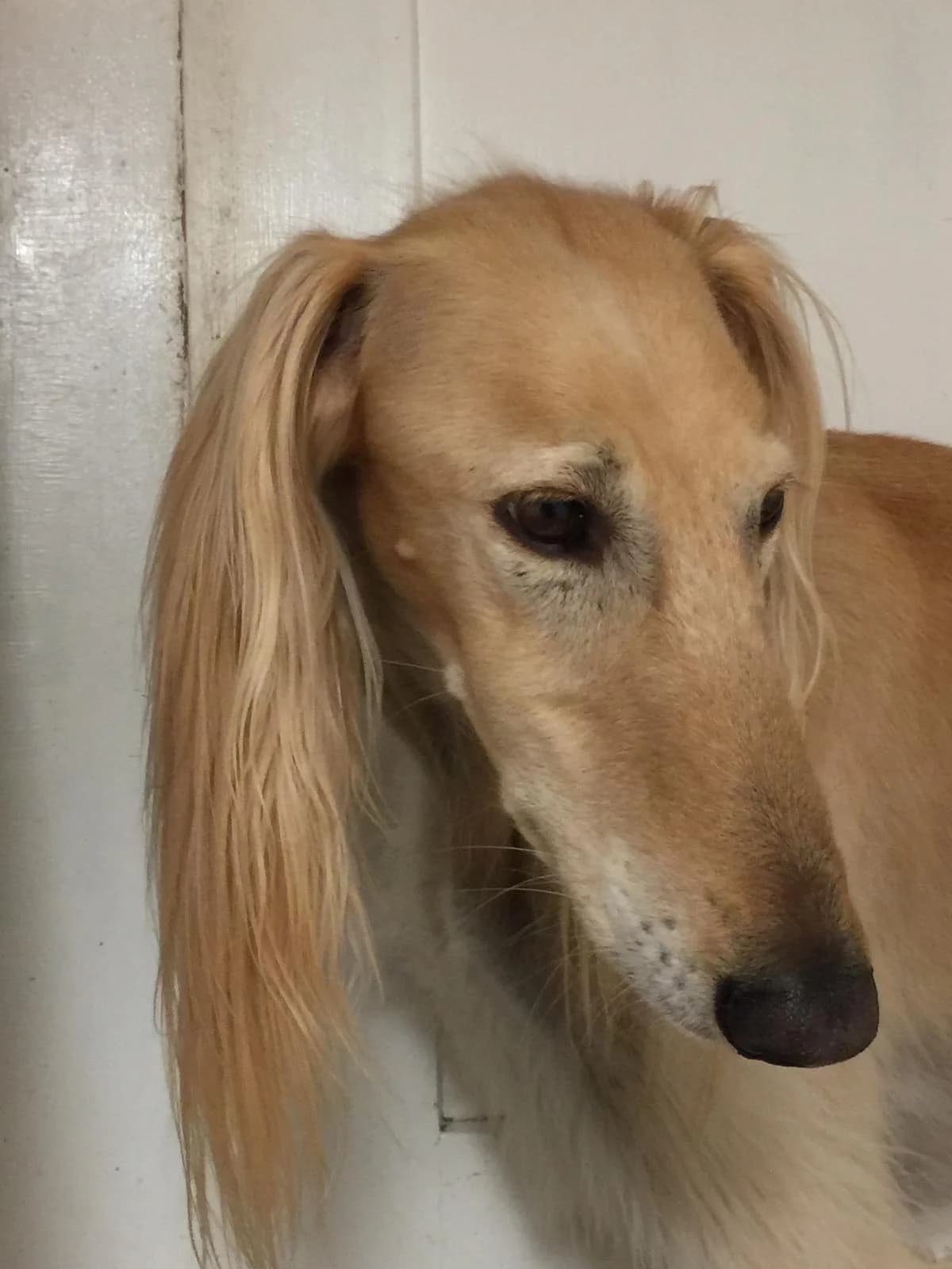 Nuri, creme male senior Mixed Breed for adoption at Stiftung Tierheim Nesslau, Nesslau