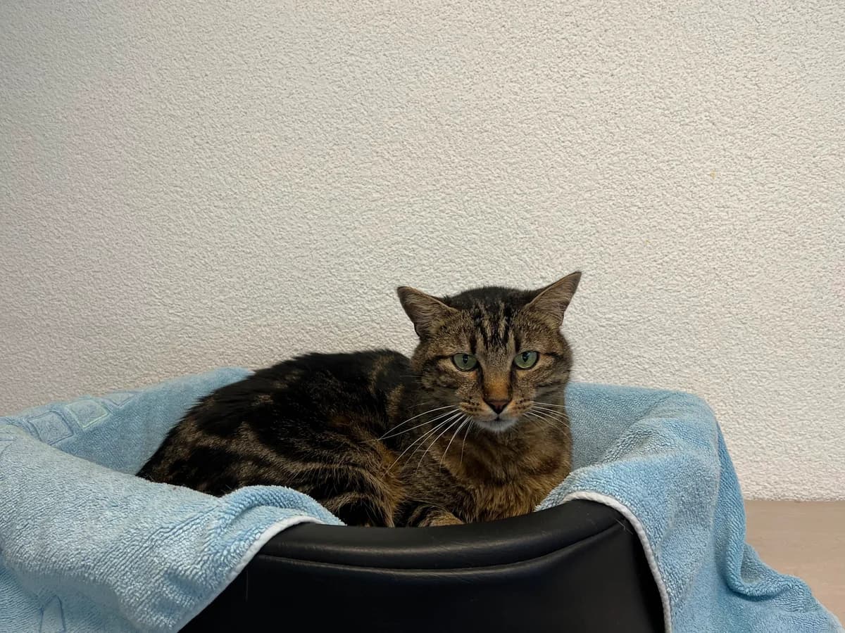 Diablo, male senior Mixed Breed for adoption at Stiftung Tierheim Nesslau, Nesslau