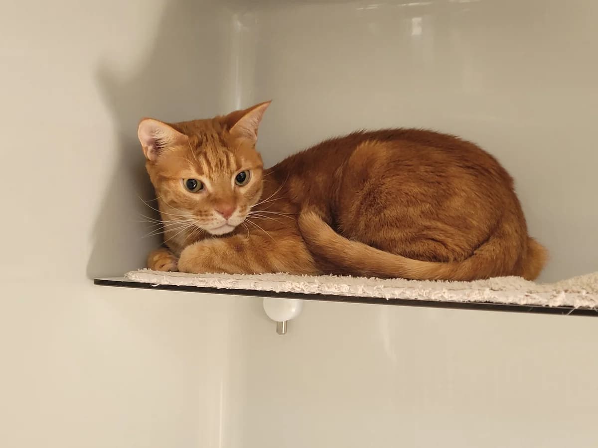 Gismo & Garfield, male senior Mixed Breed for adoption at Stiftung Tierheim Nesslau, Nesslau