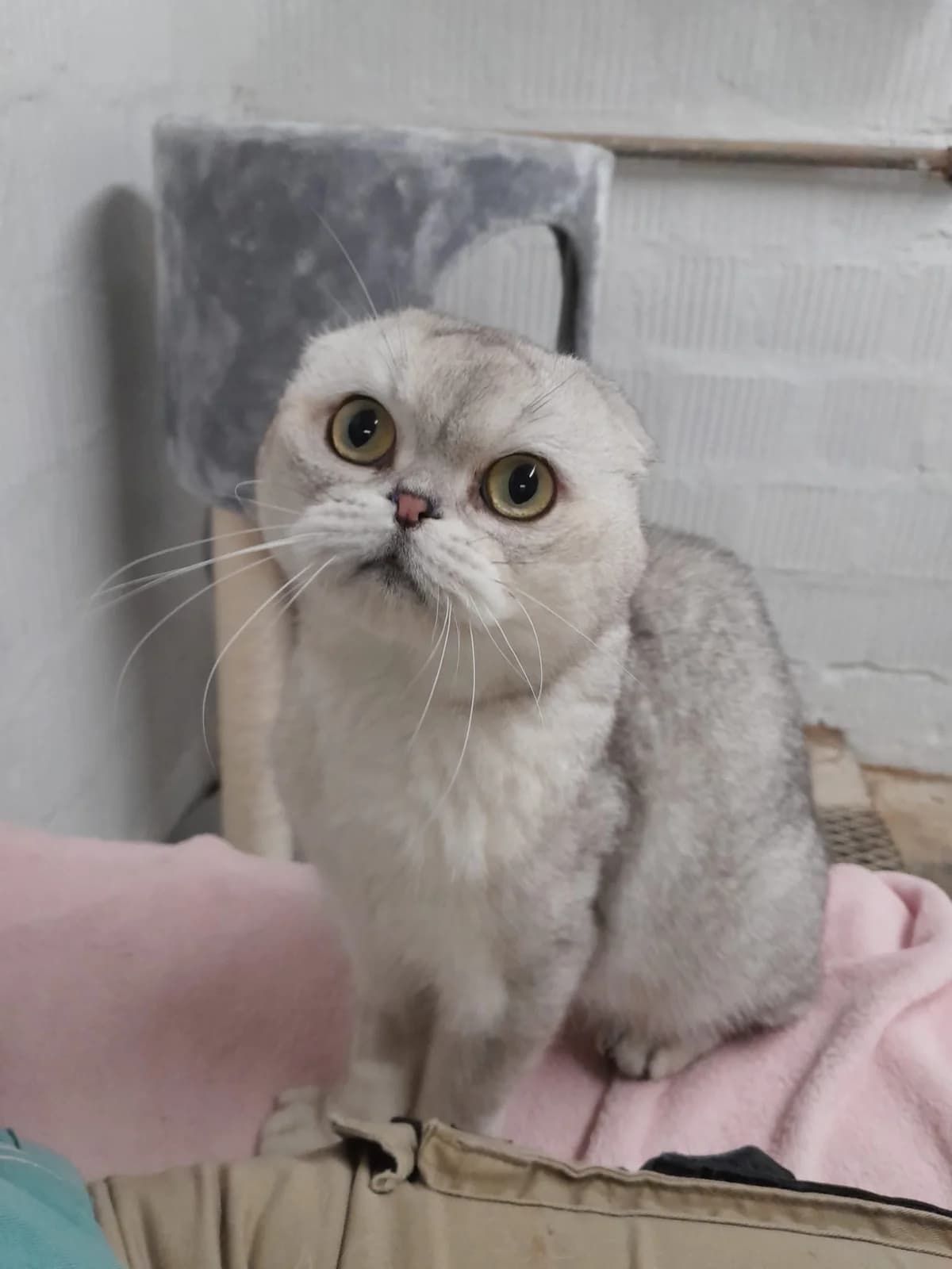 Snowy, male senior Mixed Breed for adoption at Stiftung Tierheim Nesslau, Nesslau