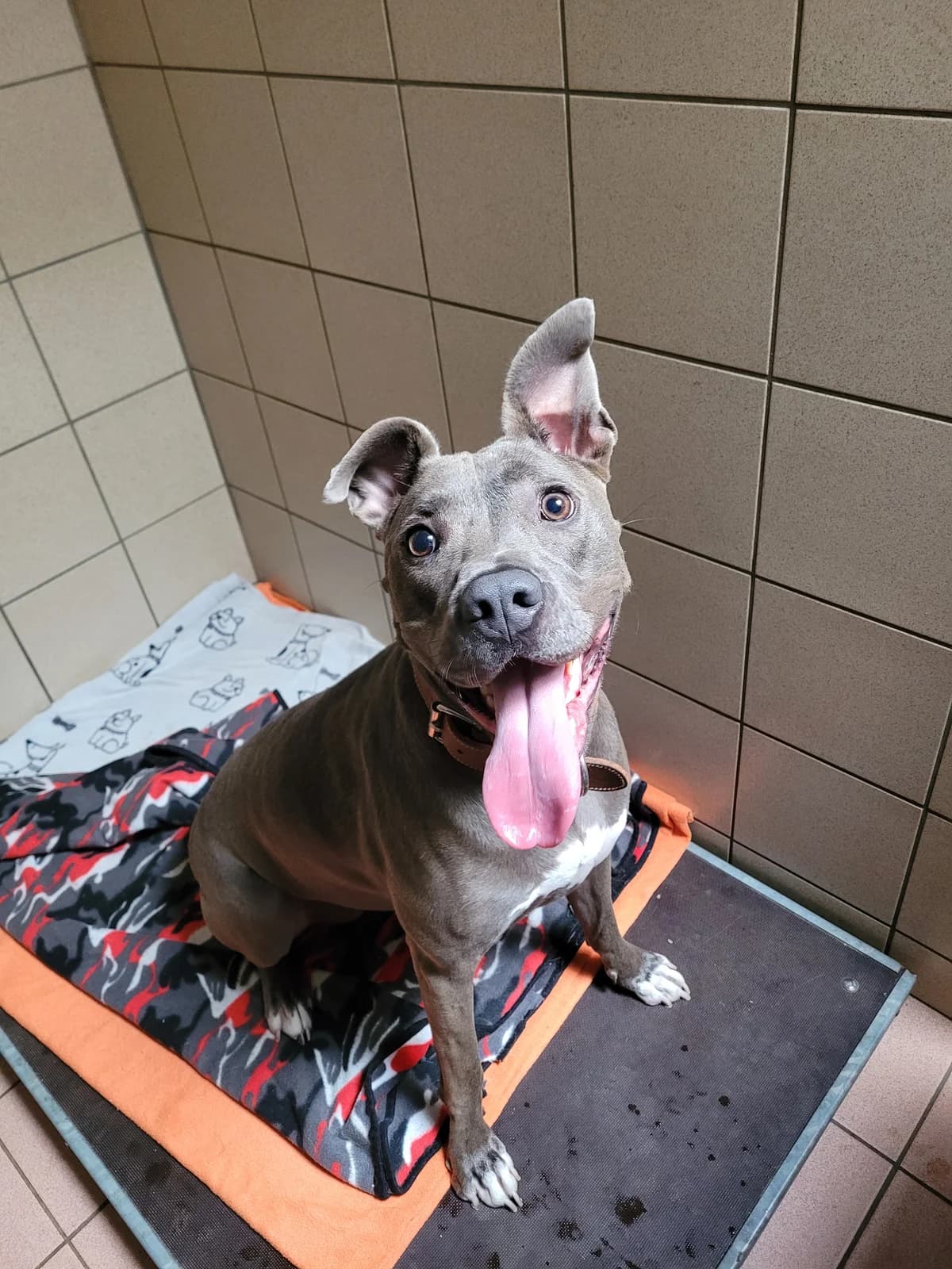 Mia, female 5yo Mixed Breed for adoption at Stiftung Tierheim Nesslau, Nesslau